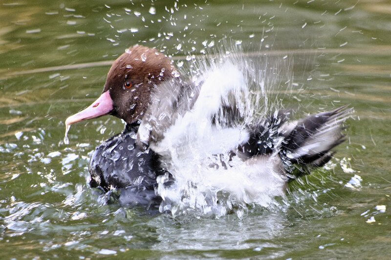 Duck Splashing in Water — Brown