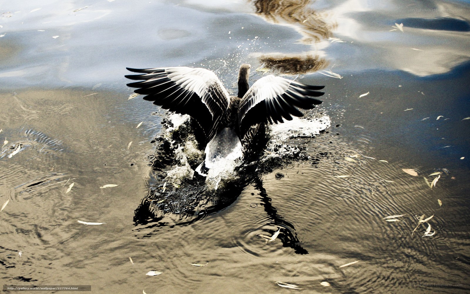 Duck splashing in water