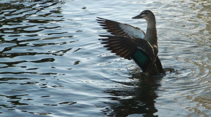 Duck Spreading Wings — Blue