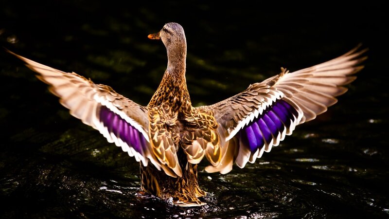 Duck Spreading Wings — Brown, Dramatic, Night, Photograph, Water