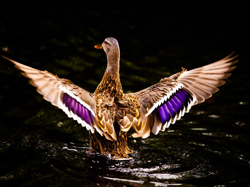 Duck Spreading Wings — Brown, Dramatic, Night