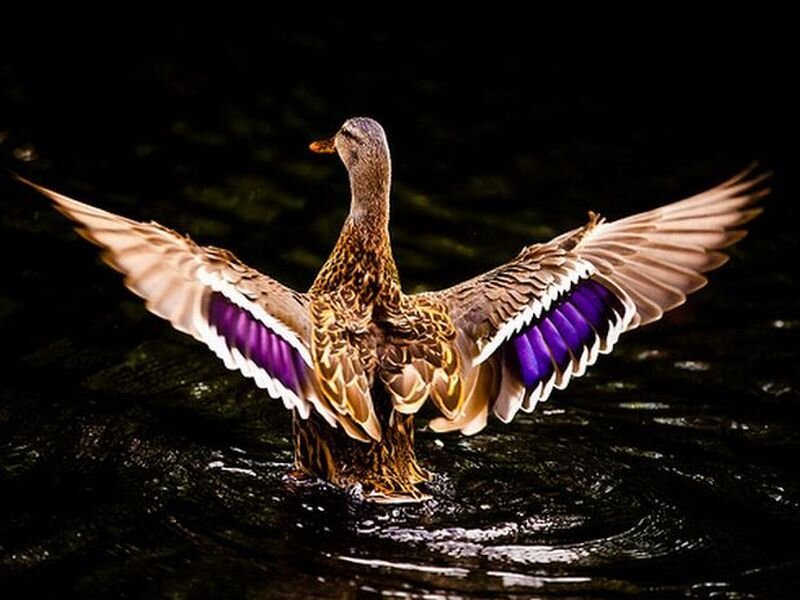 Duck Spreading Wings — Brown