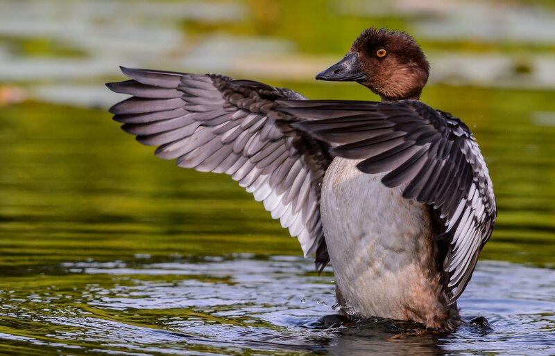 Duck Spreading Wings — Green, Calm