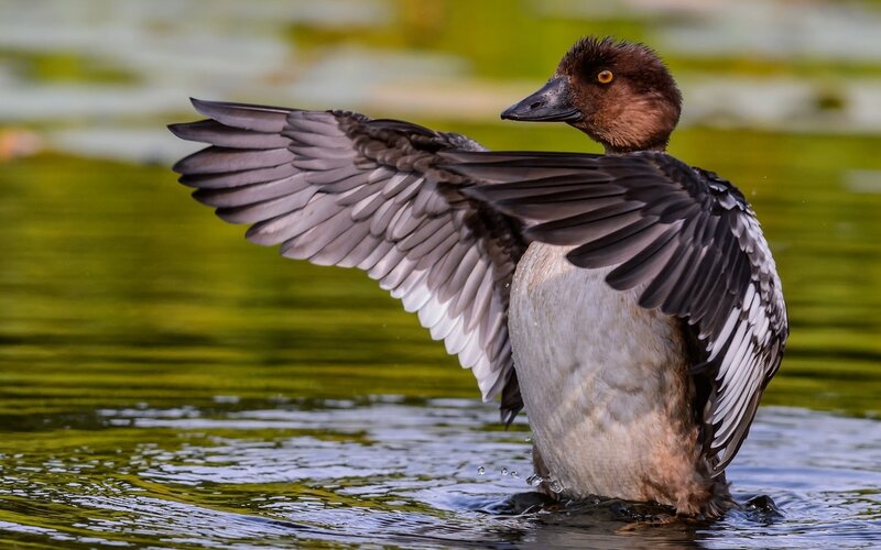 Duck Spreading Wings — Green