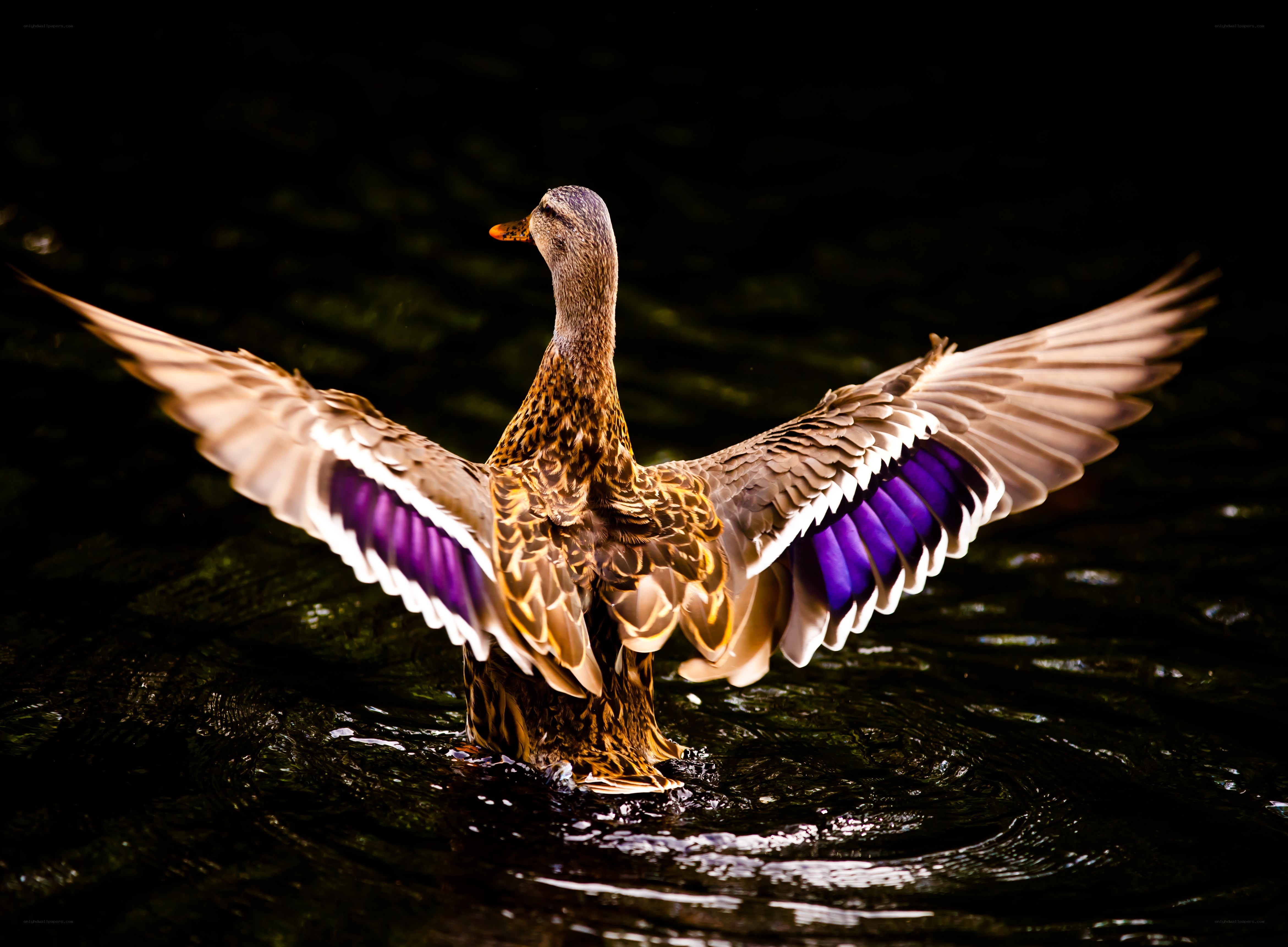duck spreading wings in water