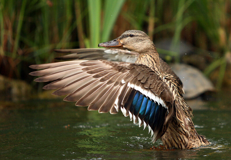 Duck Spreading Wings
