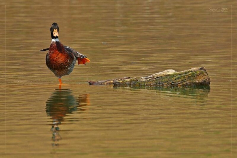 Duck standing in shallow water