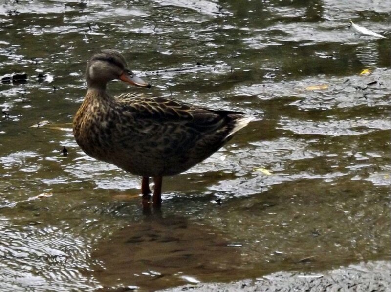 Duck Standing in Water