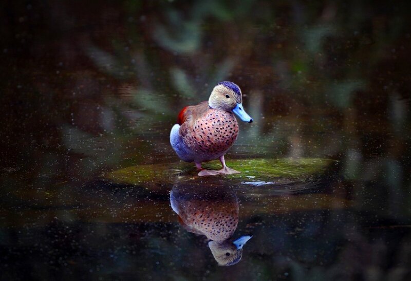 duck standing on a log