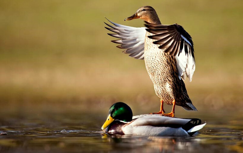 Duck standing on another duck