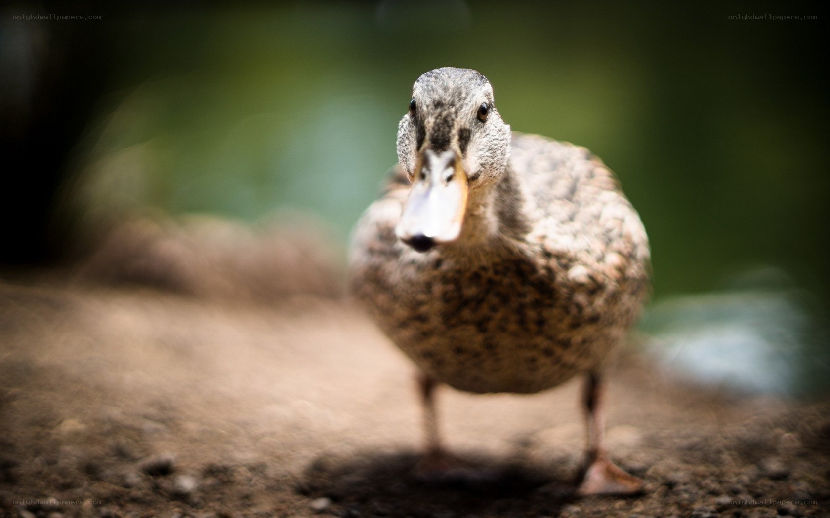 duck standing on dirt
