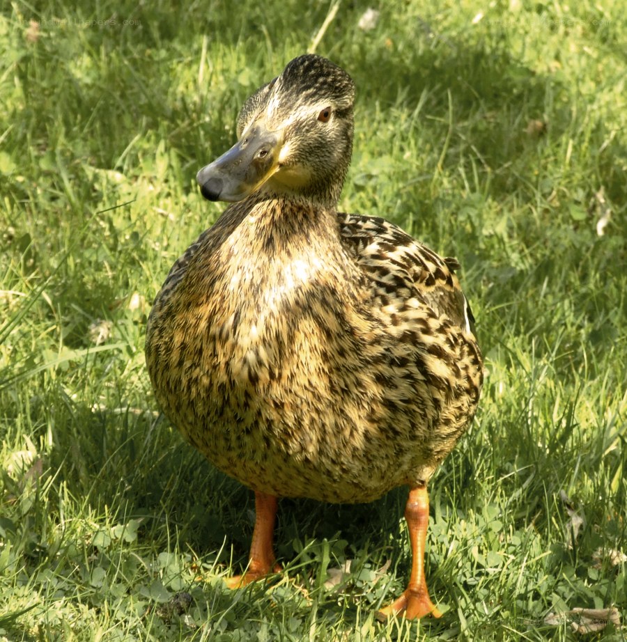 duck standing on grass