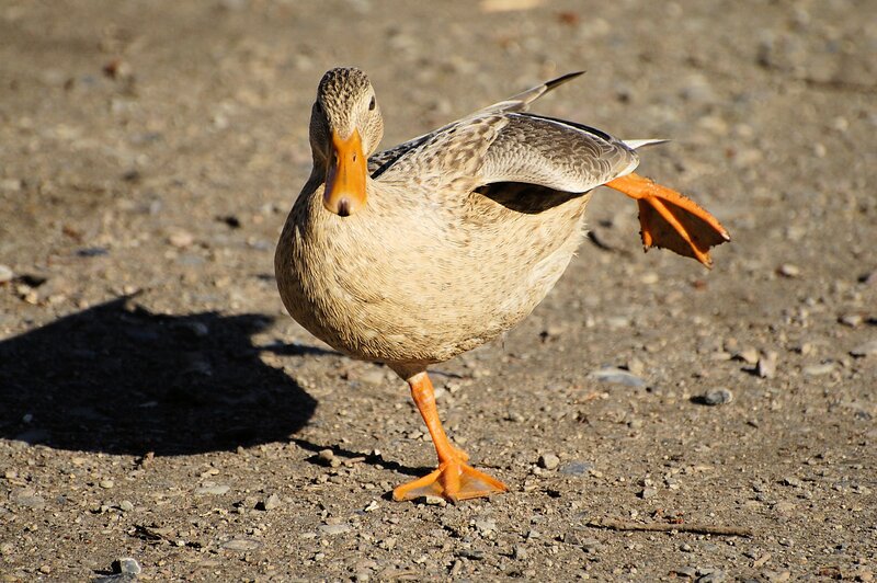 duck standing on gravel