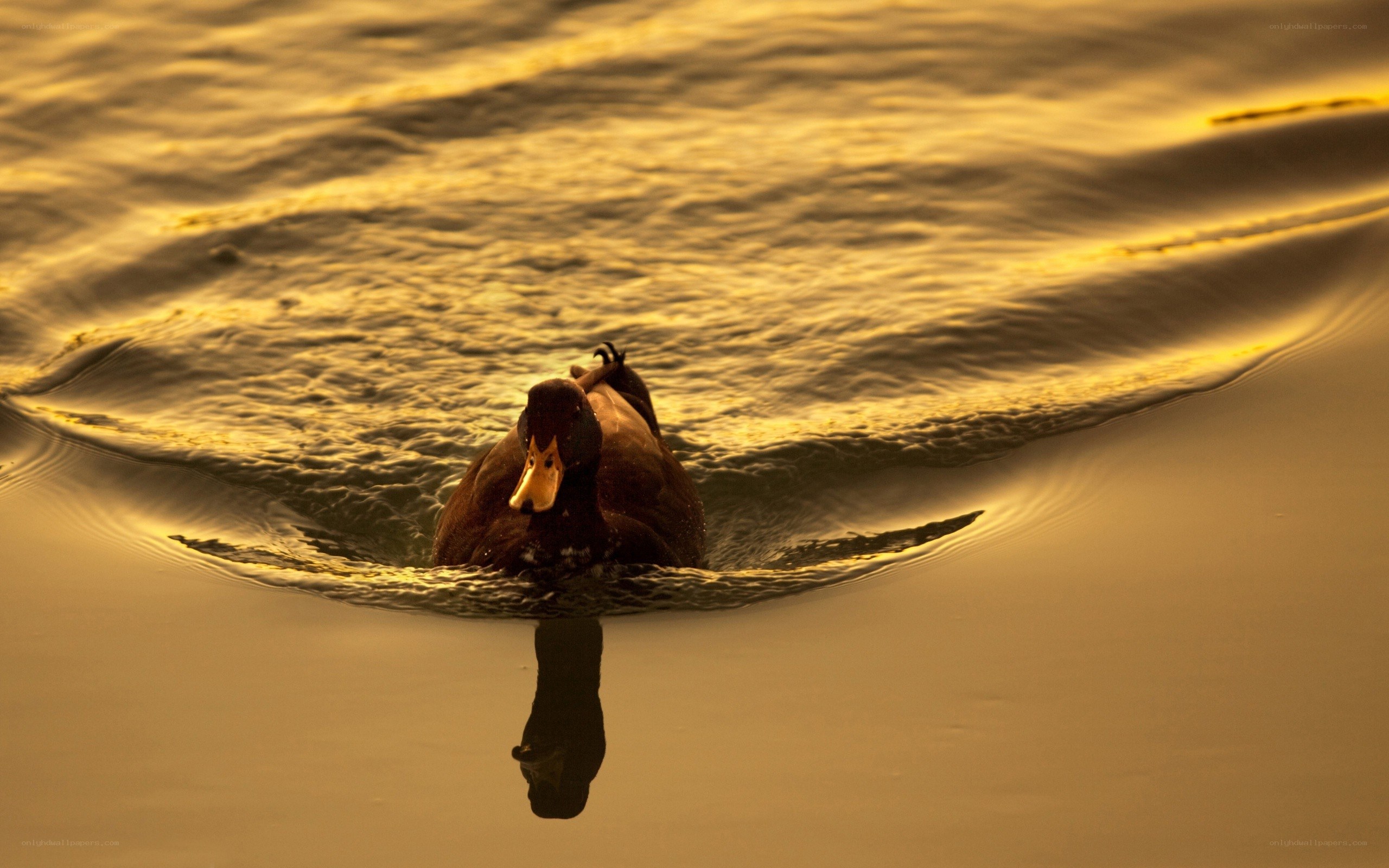 Duck swimming at sunset