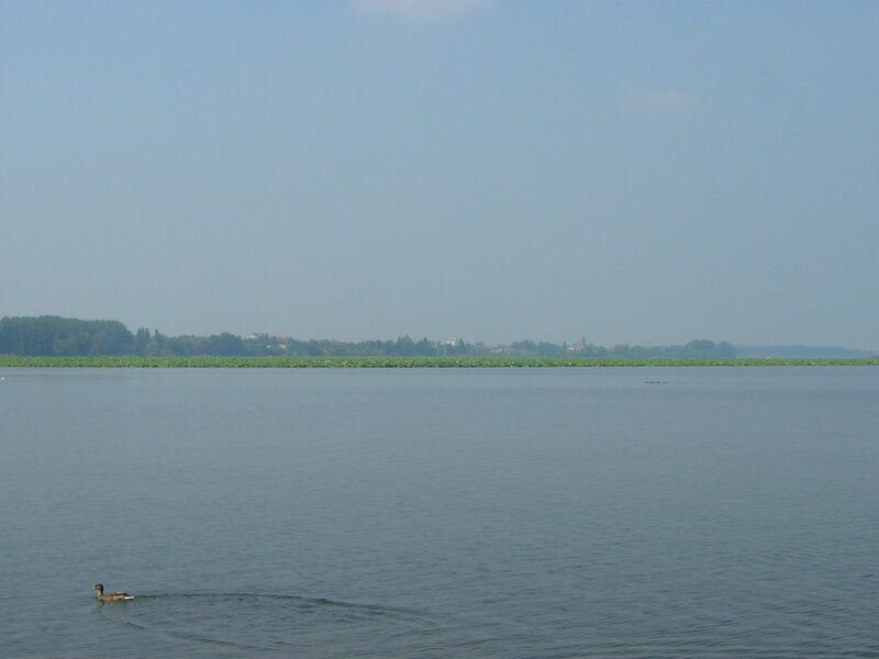 Duck swimming in a lake