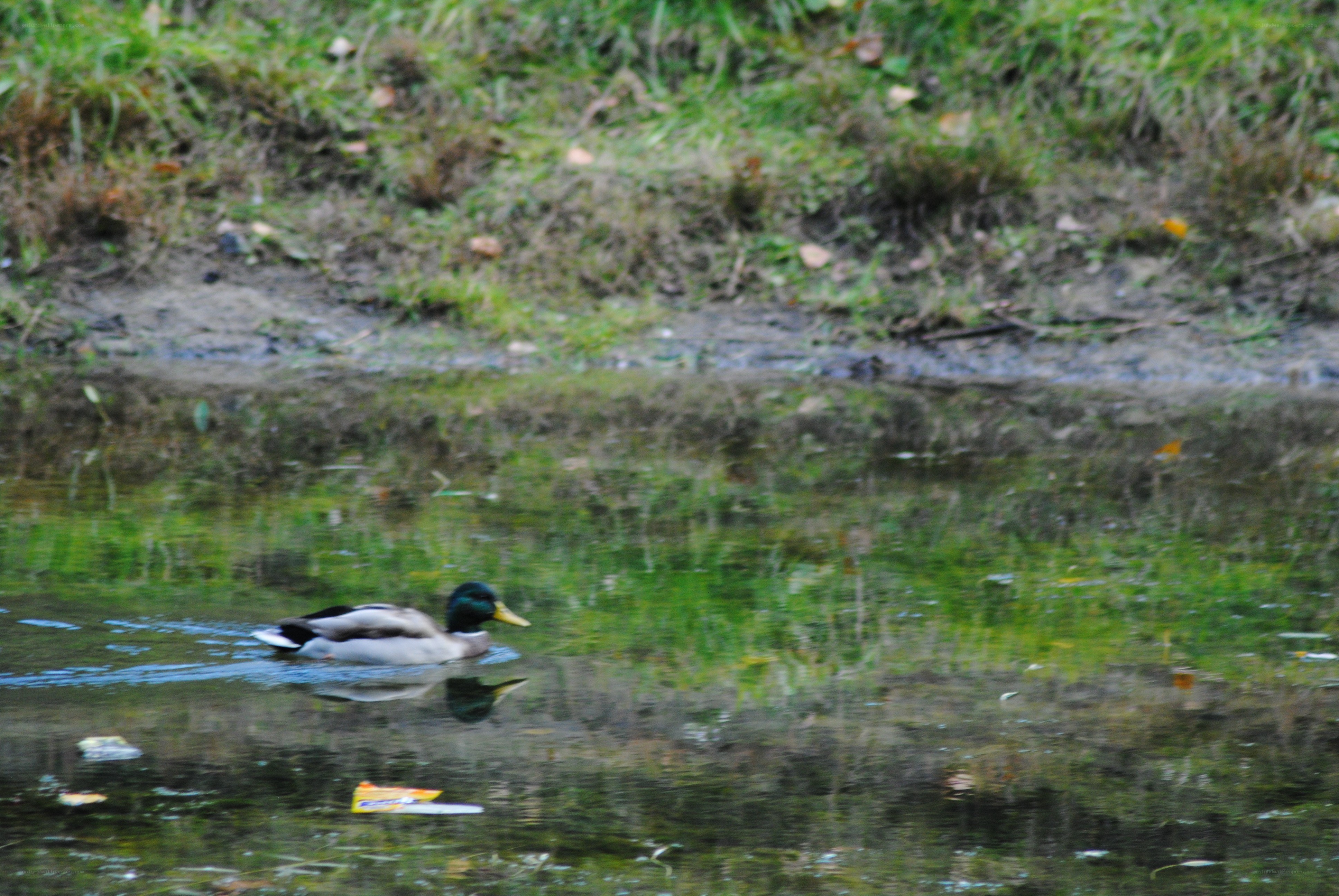 Duck swimming in a pond