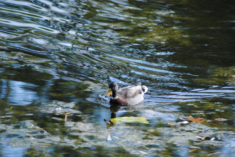 Duck swimming in a pond
