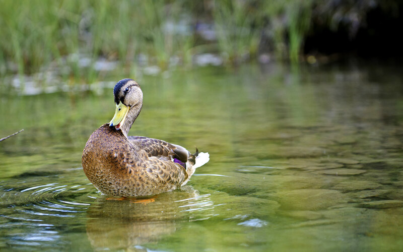 duck swimming in a pond