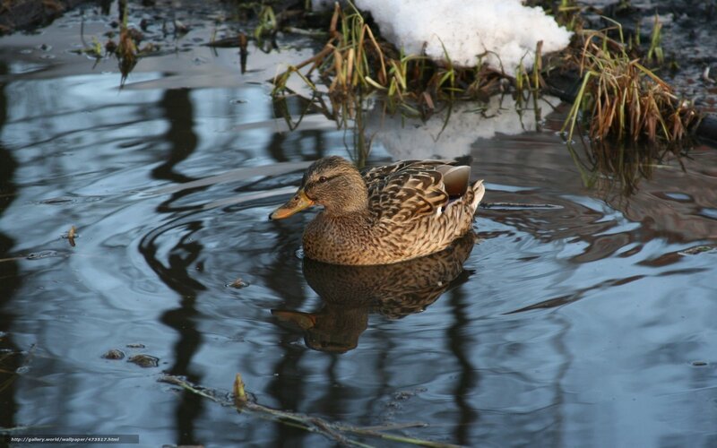 Duck swimming in a pond