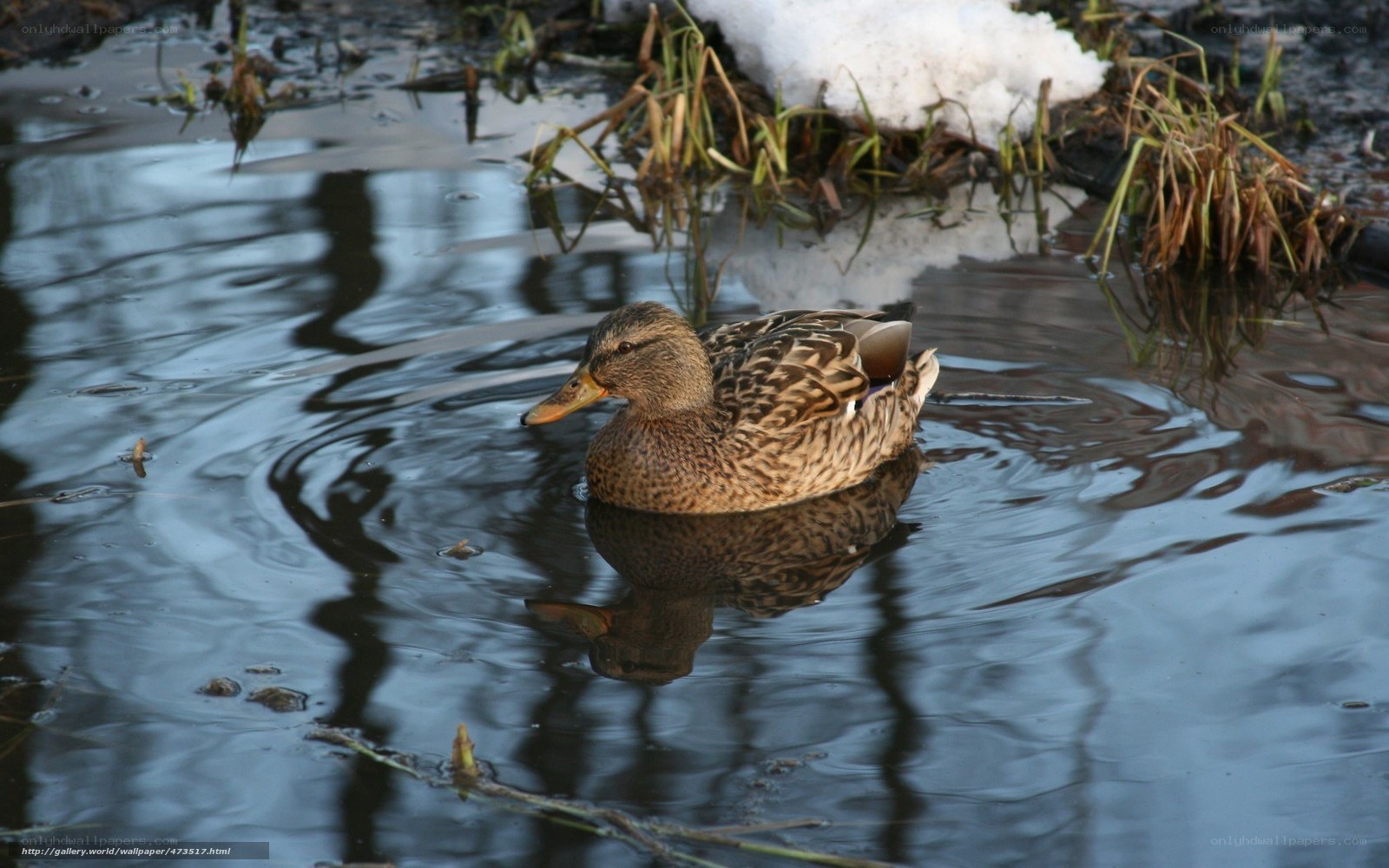 Duck swimming in a pond
