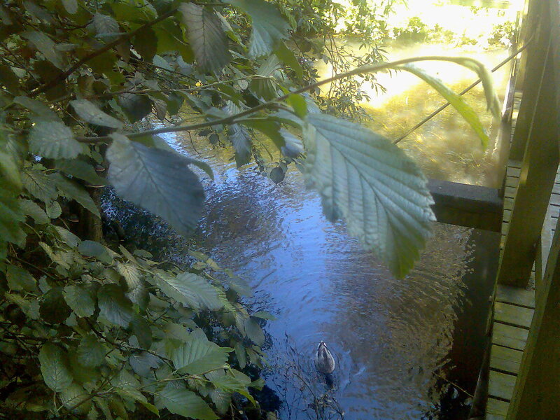 Duck swimming in a stream