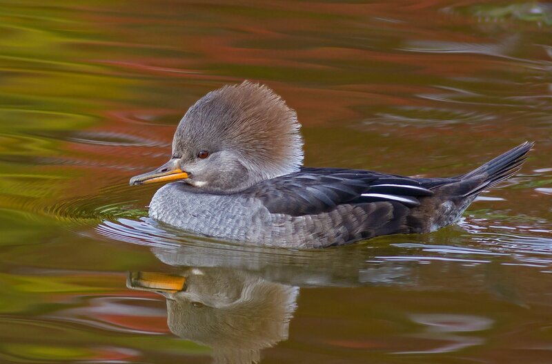 duck swimming in autumn water