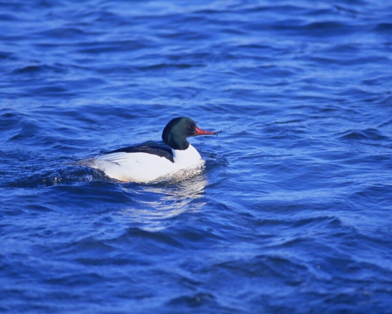 duck swimming in blue water