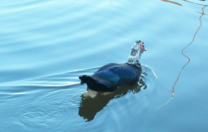 duck swimming in calm water