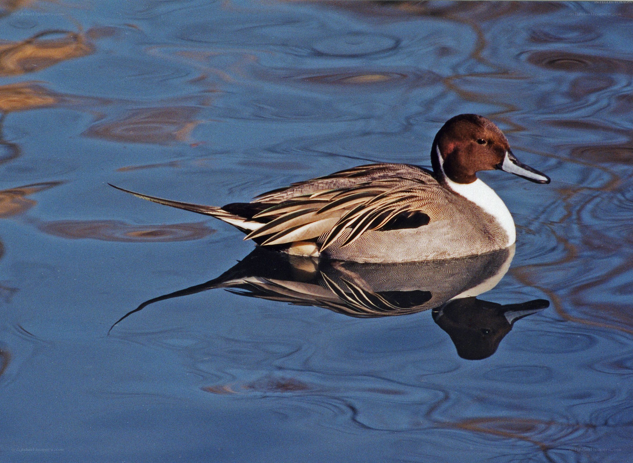 duck swimming in calm water