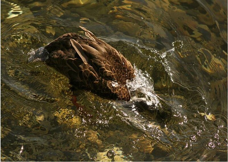 duck swimming in clear water