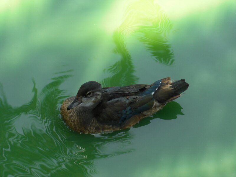 duck swimming in green water