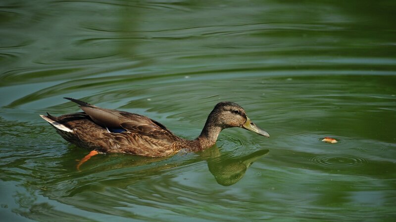 Duck swimming in green water