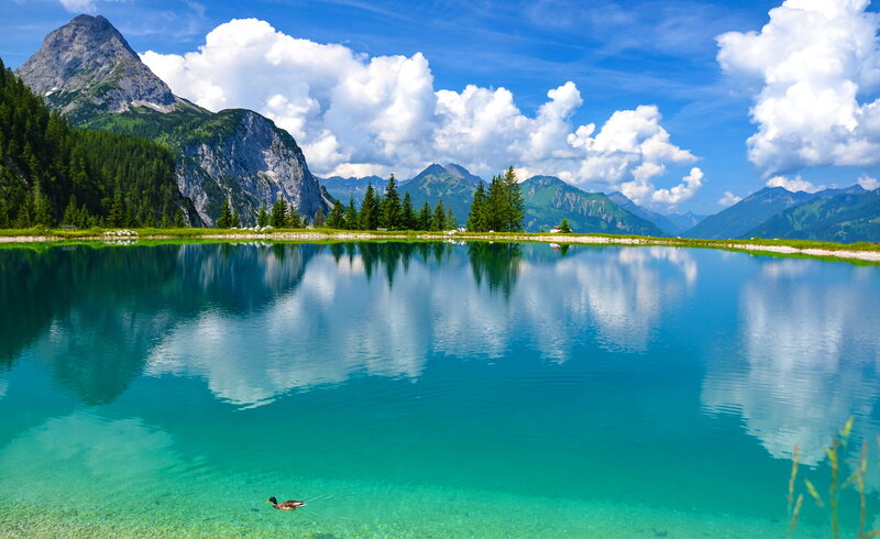 Duck Swimming in Lake — Blue
