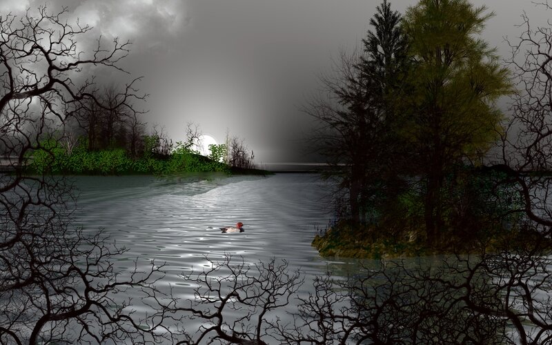 Duck Swimming in Lake — Gray