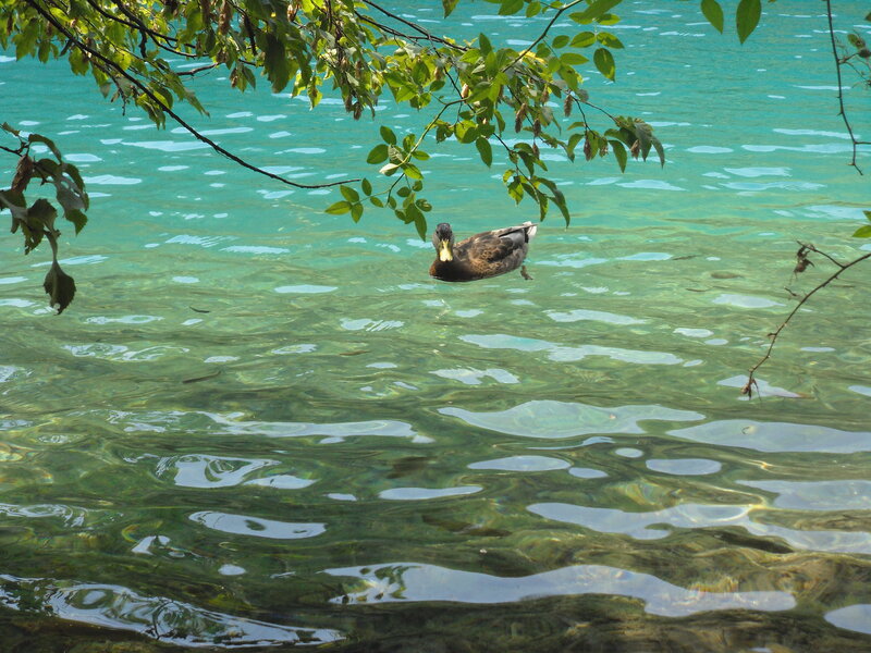 Duck Swimming in Lake — Green, Serene, Afternoon