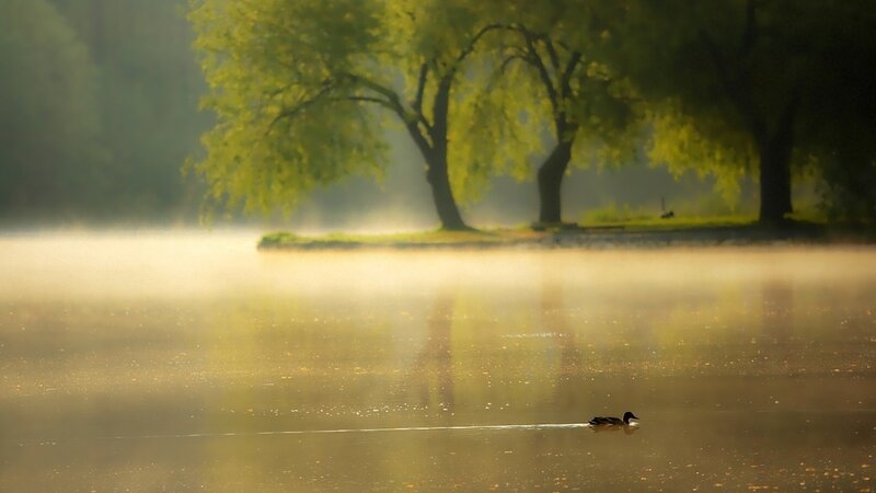 Duck Swimming in Lake — Green, Serene