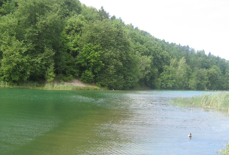 Duck Swimming in Lake — Green