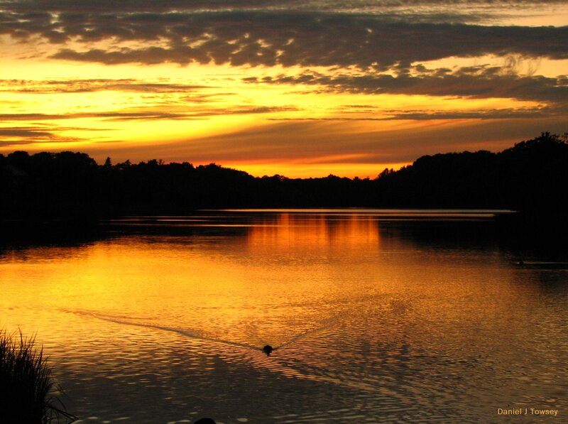 Duck Swimming in Lake — Orange