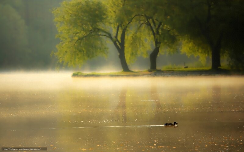 Duck Swimming in Mist