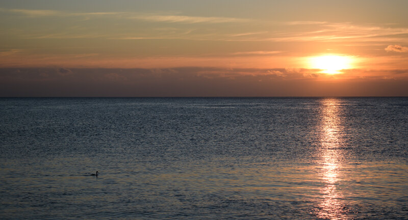 Duck Swimming in Ocean