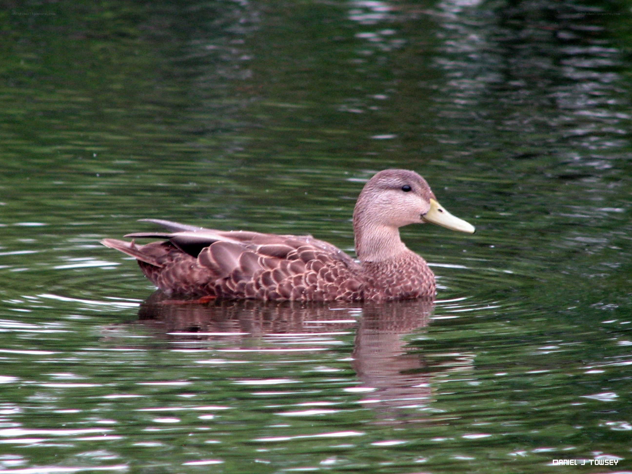 duck swimming in pond