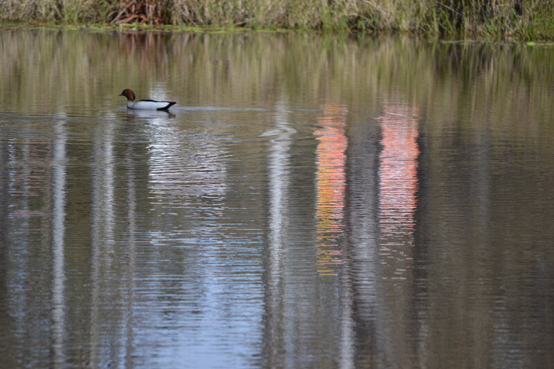 Duck Swimming in Pond — Brown