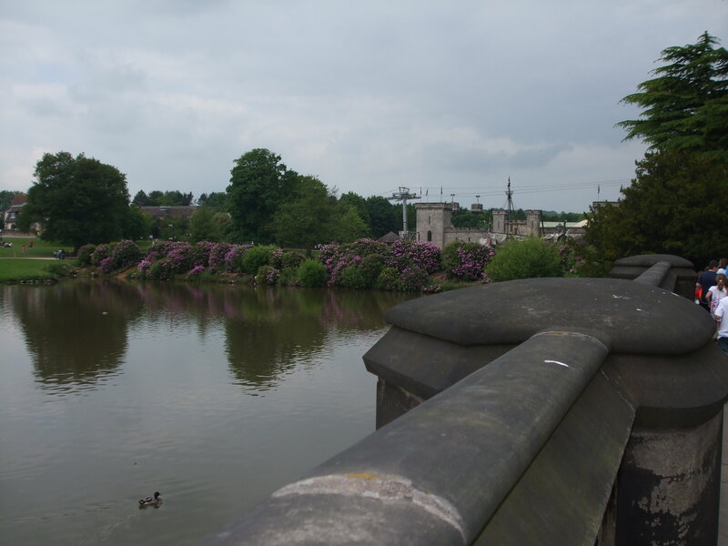 Duck Swimming in Pond — Green, Calm