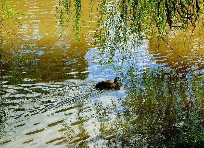 Duck Swimming in Pond — Green, Serene, Spring