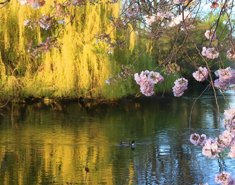 Duck Swimming in Pond — Green, Serene