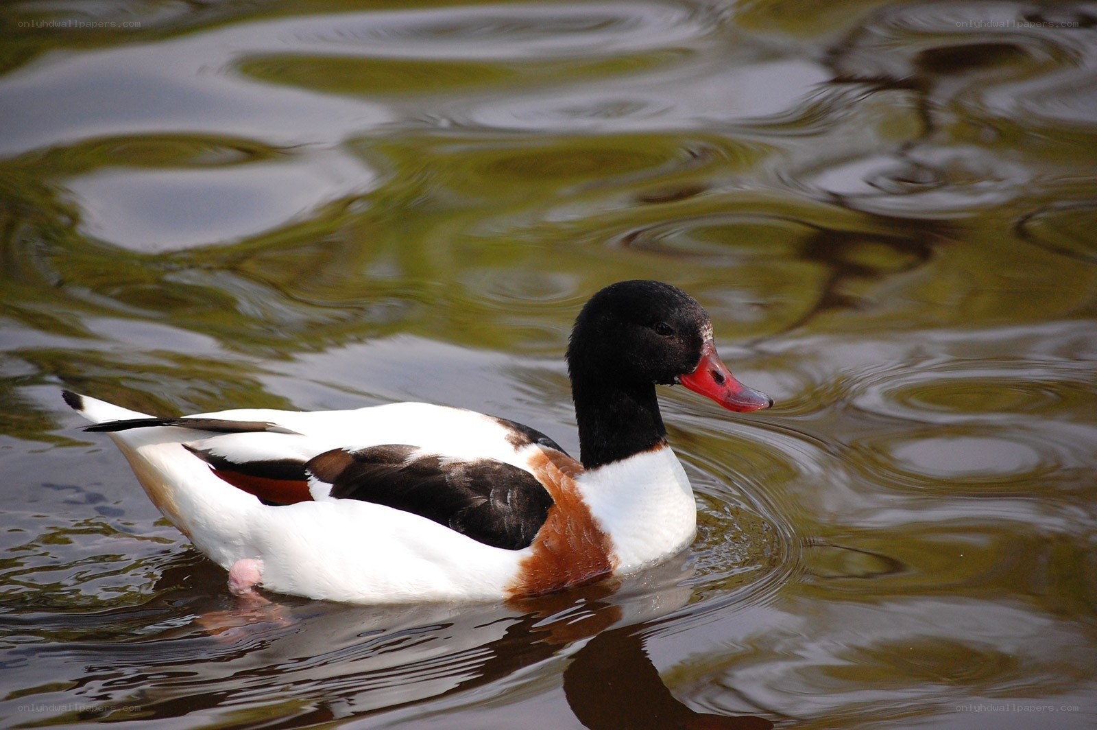 duck swimming in pond