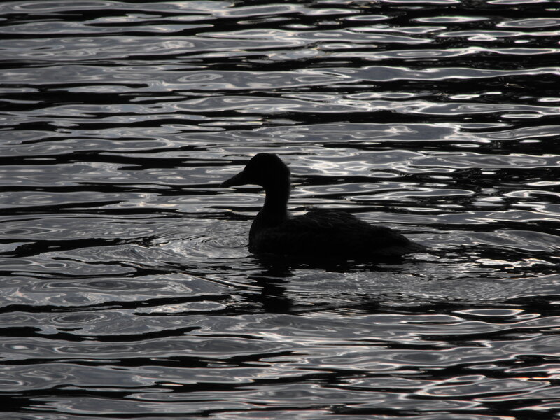 duck swimming in rippling water