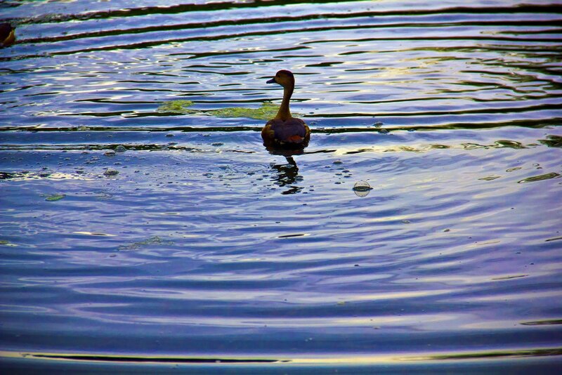 Duck swimming in rippling water