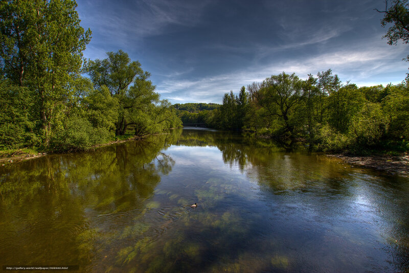 Duck Swimming in River — Green, Serene