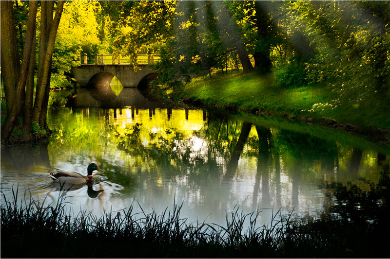 Duck Swimming in River — Green